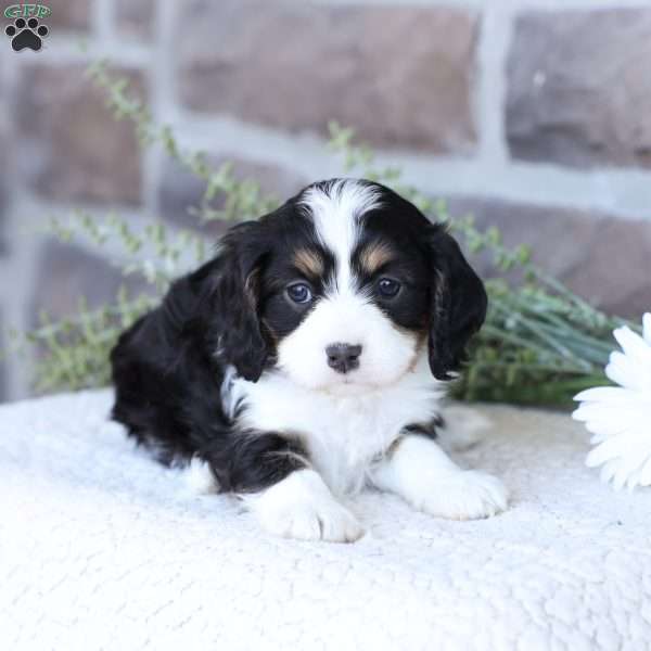 Asher, Cavapoo Puppy